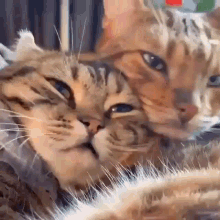 Real Wife True Love GIF - Real Wife True Love Cat GIFs