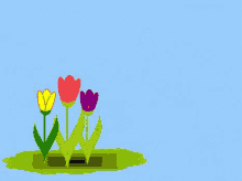 チューリップ 花　春　綺麗　自然 GIF - Tulip Flower GIFs