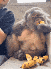 a monkey is eating a piece of banana while a man looks on