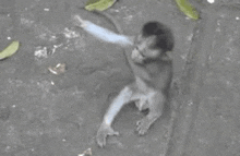 Abraço Macaco GIF - Abraço Macaco Macaquinhos GIFs