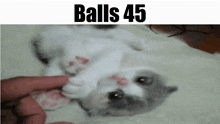 Balls Balls 45 GIF - Balls Balls 45 Cat GIFs