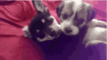 Puppy Love GIF - Puppy Love Cuddle GIFs
