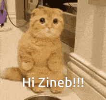 Zineb Hi GIF - Zineb Hi Cat GIFs