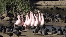 swans birds lake pond
