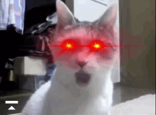 Omg Cat Omg GIF - Omg Cat Omg Laser Eyes GIFs