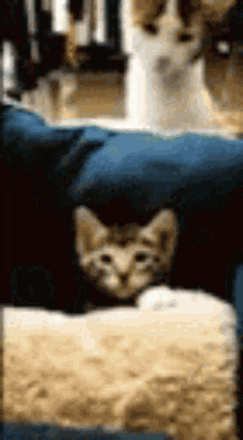 The Cat Is Kicking The Other Cat GIF - The Cat Is Kicking The Other Cat GIFs