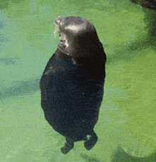 The Seal Is Swimming GIF - The Seal Is Swimming GIFs