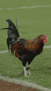 a rooster standing on its hind legs on a soccer field