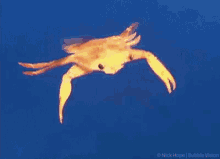 Omw GIF - Crab Swimming Coming GIFs