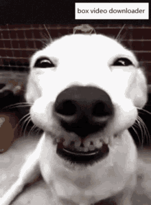 Dog Teeth GIFs | Tenor