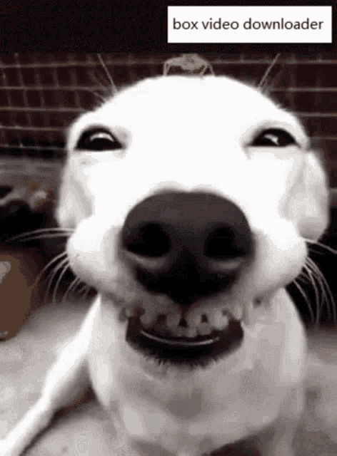 Smile Cute GIF - Smile Cute Dog - Discover & Share GIFs