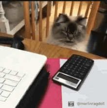 Angry Cat GIF - Angry Cat Mad GIFs