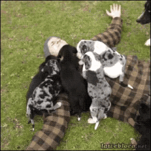 Great Dane Puppies GIF