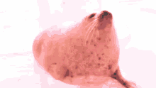 Fapping Seal GIF - Fapping Seal Hardcore GIFs