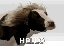 Cow Hello GIF