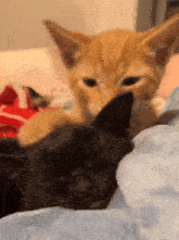 an orange kitten laying on top of a black kitten on a blanket
