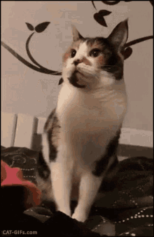 Mean Cat GIF - Mean Cat Mad GIFs