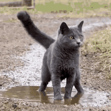 Crazy Cat Cute GIF - Crazy Cat Cute Searching GIFs