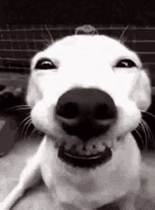 Smile Dog GIF - Smile Dog Grin GIFs