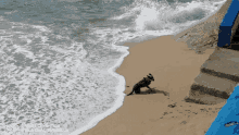 Dog Sea GIF - Dog Sea GIFs