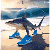 a picture of a shark wearing nike shoes