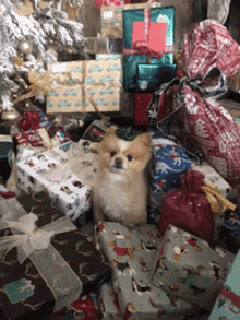 Merry Christmas Dog GIF - Merry Christmas Dog Cute GIFs