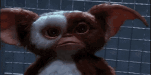 Surprised  GIF - Gremlins Picture Funny GIFs