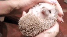 My Human And Me GIF - Cute Hedgehog Pet GIFs