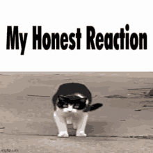 My Honest Reaction Cat GIF - My Honest Reaction Cat GIFs
