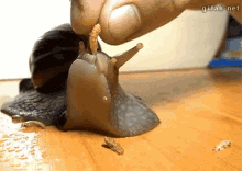 Snail Eating GIF - Snail Eating Hungry GIFs