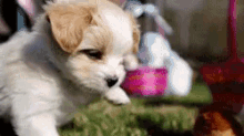 a brown and white puppy is playing with a stuffed animal in the background