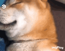 Wink Doge GIF - Wink Doge Dog GIFs