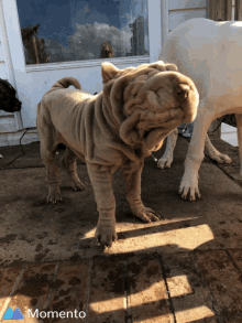 wrinkle release slobber shar pei pup before drycycle