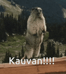a marmot standing on its hind legs with the words kauvan !!! written above it