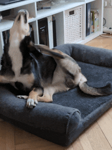 a dog is laying on its back on a couch