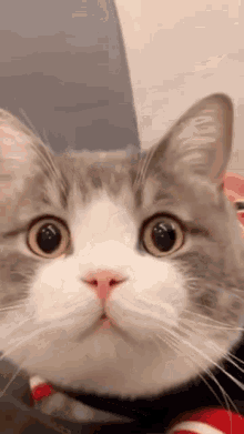 Tudou Cat GIF - Tudou Cat Tudou Cat GIFs