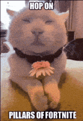 a cat with a flower in its mouth and the words hop on pillars of fortnite
