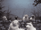 Muppets Muppet Show GIF - Muppets Muppet Show Sheep GIFs