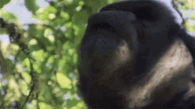 Looking Up Koko GIF - Looking Up Koko Watch Koko The Gorilla Use Sign Language In This1981film GIFs