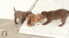Lab Puppies Teddy Bear GIF
