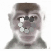 a picture of a monkey with circles around its eyes