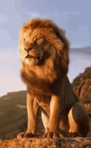 Lion GIF Lion discover and share GIFs
