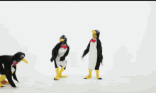 Slide Penguin GIF
