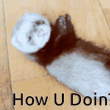 How You Doin Ferret GIF - How You Doin Ferret Cute GIFs