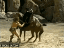 Punch Horse GIF - Punch Horse Conan GIFs