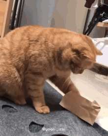 Kucing Pake Kertas Mcd GIF - Kucing Pake Kertas Mcd GIFs