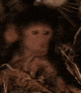 Monkey Closing Eyes GIF