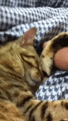 睡到抽蓄的貓 Cat Twitching In Sleep GIF - 抽蓄twitch GIFs