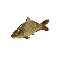 Fish GIFs | Tenor