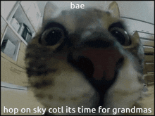 Hop On Sky Cotl Its Time For Grandmas Cat GIF - Hop On Sky Cotl Its Time For Grandmas Cat Grandmas GIFs